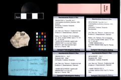 Foto (Objket + Etiketten) von Cracensigillatus acutirostrus (Moericke, 1889) 